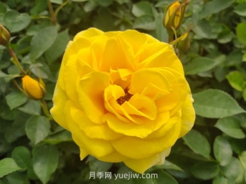 大花月季與豐花月季有什么不同？