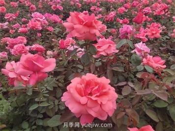 南陽(yáng)：收集5000份，做好月季種質(zhì)資源庫保護