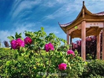 南陽(yáng)臥龍嘉農玫瑰園成網(wǎng)紅打卡地，帶領(lǐng)村民致富