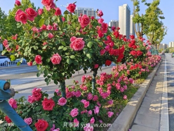 樹(shù)狀月季葉片發(fā)黃怎么辦？原因和應對措施