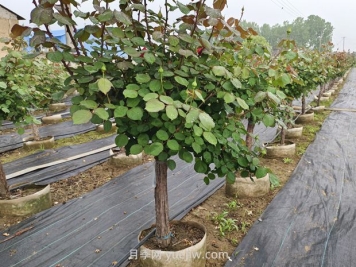 低桿地面缽月季樹(shù)基地，控根缽高成活