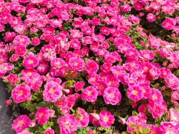美植袋月季大苗批發(fā)，精品仙境抗病強花期長(cháng)