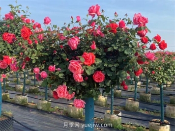 樹(shù)狀月季呈現葉子發(fā)黃掉落的緣由有哪些？