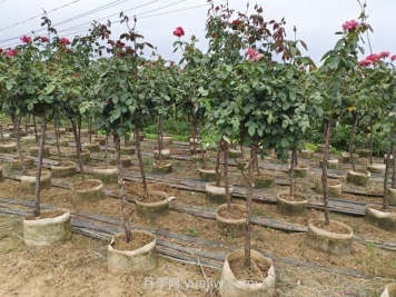 造成樹(shù)狀月季不開(kāi)花的因素有哪些？