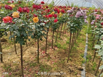 樹(shù)狀月季怎么種植？