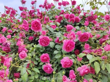 爬藤月季什么季節開(kāi)花？