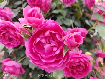 月季幾月份開(kāi)花？