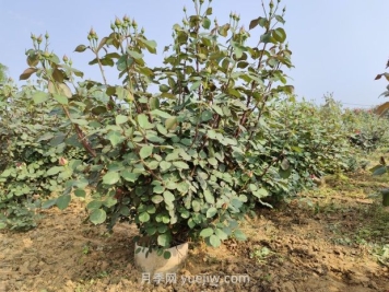 大花月季種植密度，每平幾棵？