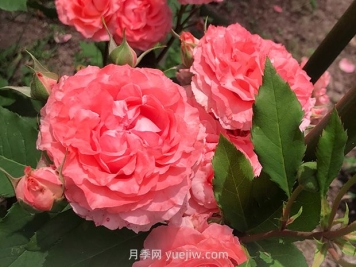 耐熱花期長(cháng)濃香的珊瑚果凍月季的養護管理