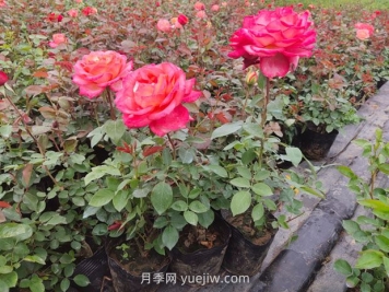單子葉植物和雙子葉植物的區別