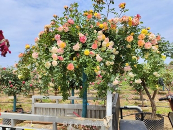 應對高溫種月季，夏天苗木種植如何提高成活率？