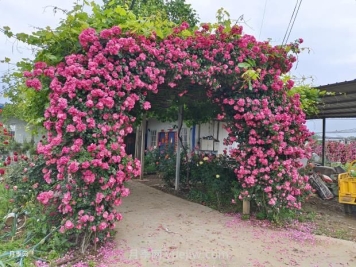 如何以造型月季為主題打造迷人花園？