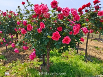 種植樹(shù)狀月季，做好這五步就能一樹(shù)繁花，香氣襲人