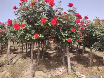 南陽(yáng)樹(shù)狀月季開(kāi)花少的原因有哪些？