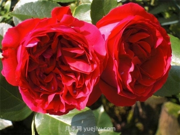 紅色龍沙寶石月季的優(yōu)缺點(diǎn)是什么？