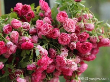 胭脂扣月季的優(yōu)缺點(diǎn)分析，爆花藤本海洋