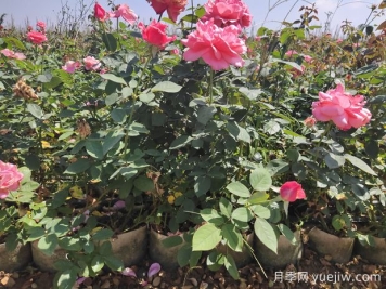 導致盆栽大花月季苗爛根的要素有什么？