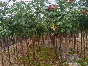 樹(shù)狀月季枝條干枯了怎么辦？