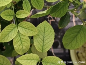 月月季花黃葉長(cháng)不好？9種常見(jiàn)缺素癥盤(pán)點(diǎn)