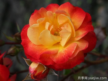 火鳥(niǎo)月季(科德斯)