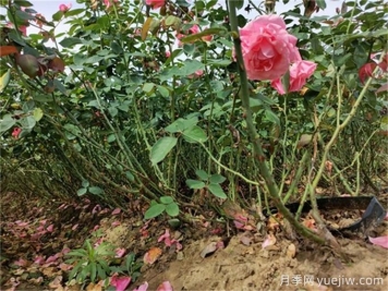 如何通過(guò)檢查根系顏色確定植物長(cháng)勢？