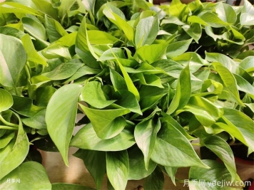 室內的綠色植物如何選擇？