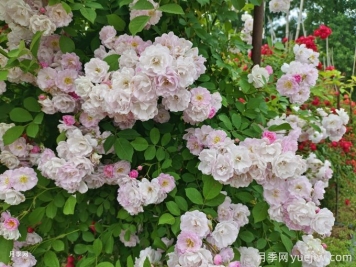 紫薇與薔薇有什么不同？