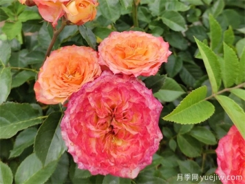 跳出月季坑，三個(gè)原因居然進(jìn)入花友黑名單