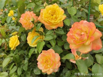 月季花的主要種類(lèi)和品種有哪些？