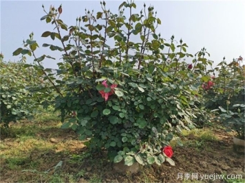想要灌木月季株型飽滿(mǎn)，試試這個(gè)修剪小竅門(mén)