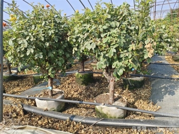 全國月季11月花事，南賞花北過(guò)冬