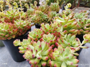 十種省心植物，不用勤澆水