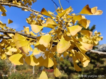 園林人必知，世界五大行道樹(shù)！
