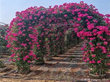 藤本植物必知四大類(lèi)，你知道幾個(gè)？