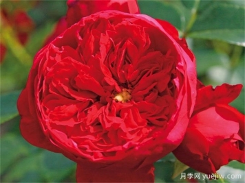 世界上最浪漫的10種花，月季花排首位