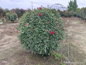 冬季修剪造型樹(shù)，你絕對想不到的好處！