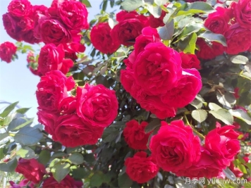佛羅倫蒂娜月季特點(diǎn)，蒂娜常見(jiàn)問(wèn)題