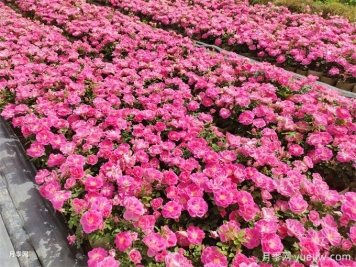 600種園林植物配置大全，分類(lèi)特征匯集