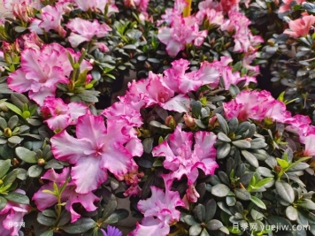 盤(pán)點(diǎn)10種最受歡迎的年宵花，寓意來(lái)年紅紅火火