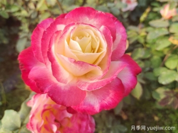 暢游南陽(yáng)，認識名品大花月季
