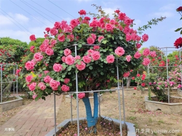 月季界的新寵，樹(shù)狀月季養護注意事項