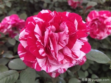 大花月季開(kāi)花時(shí)間長(cháng)嗎？