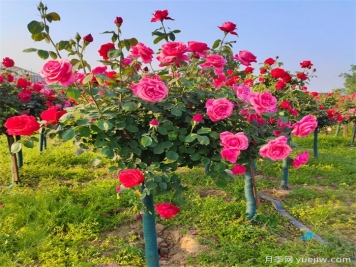 怎樣讓樹(shù)狀月季多開(kāi)花？