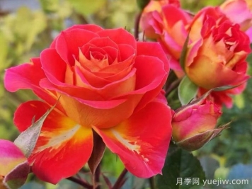 雙魚(yú)座陽(yáng)臺月季/雙魚(yú)座月季