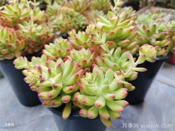 冬季多肉植物該如何養護管理？