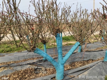 冬季為什么不建議園林施工？有哪些品種可以種植？