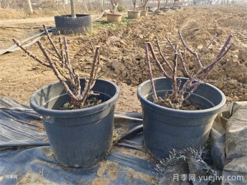 月季花冬季施肥和修剪可以同時(shí)進(jìn)行嗎？