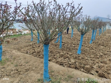 園林植物整形修剪的時(shí)期、實(shí)操步驟和技法運用