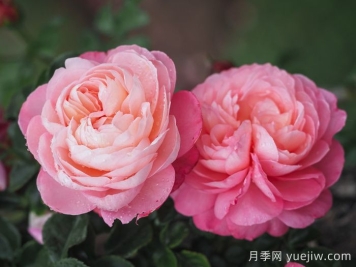 彩筆浪漫月季/大衛霍克尼月季