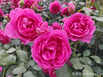 6種復花能力強的藤本月季，爬藤開(kāi)花機器